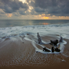 Driftwood