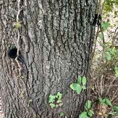 Dawn Chorus Birds Owls Cardet 17/03/2023