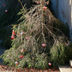 Not So Merry Christmas