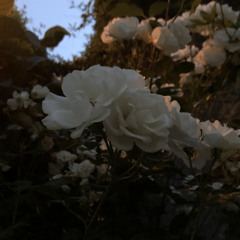 مملكة الغُبار