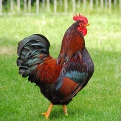 The Rooster Walk