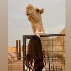 النادرة .