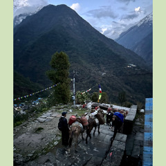 pack mules walking by in a small village in the himalayas