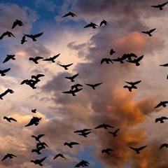 FLOCK TG