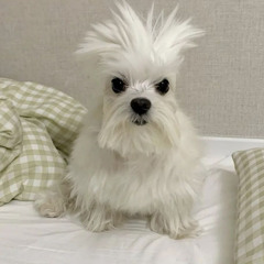 dogbeat 4