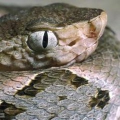 Fer de Lance