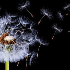 One Wish