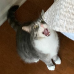 we have machine girl at home [092]