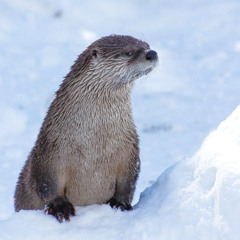 they laugh at me  (Prod. by pyctur)