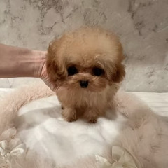 Micro Teacup Poodle Puppies for Sale Arizona | Sweet, Small & Ready for Your Home
