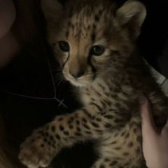 traum. (niko x kimi)