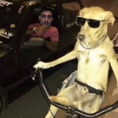 dog on a bike