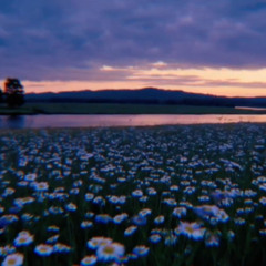 Where the Wildflowers Grow