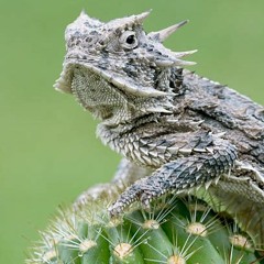Horny Toad
