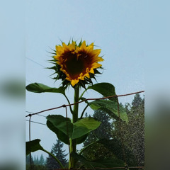 Sunflower Field (prod. by. docent)