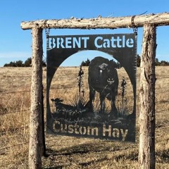 Brent Cattle Company Where Maternal, Carcass and Growth All Meet