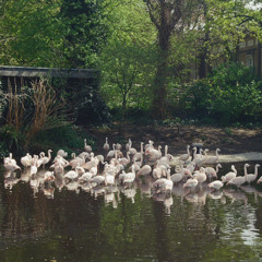 flevorparknest 2025-03-09