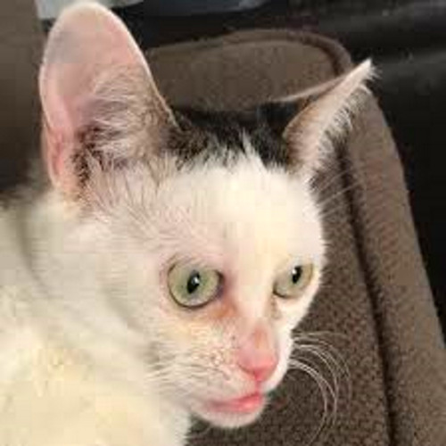 Stream ugly face by zombiwebz | Listen online for free on SoundCloud