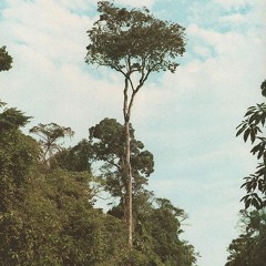 Guatambú