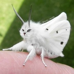 Thirdhalo FIERCE AND FREE 138bpm