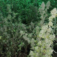 TRAPMALOY - free all my niggaz