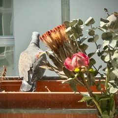 A Little Bit Of Sandra In The Sun