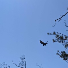 Newborough Raven Roost, Dusk