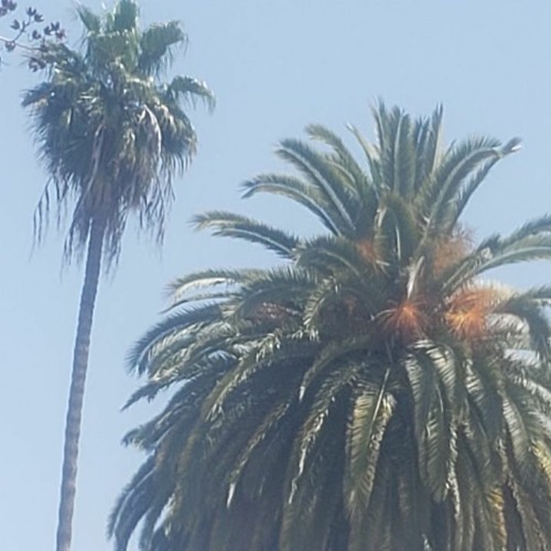 Swaying Palms