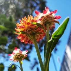 In My Garden - Part IV