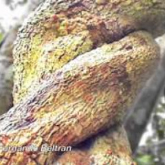 Ayahuasca - Ayahuasca Vem da Terra e Vai pro Céu -  Fernando Beltran - CD Soluar