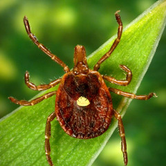 Ticks