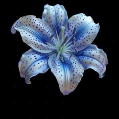 good wednesday psy house for you