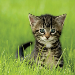 #cutefrolicking