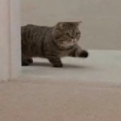 Good lie // sammy copley cover