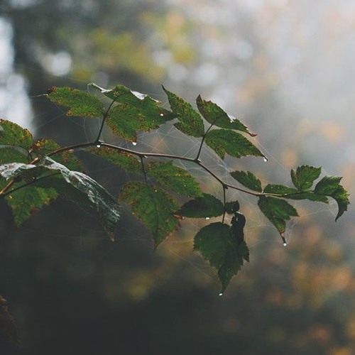 Waking Up With Rain