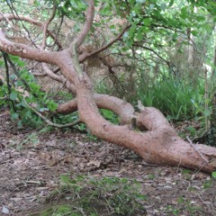 Twisted oak tree