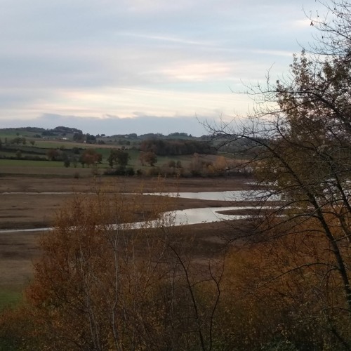 Arrivée crépusculaire des Grues cendrées sur le lac de Puydarrieux, un 6 décembre 2023