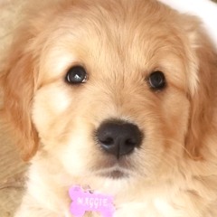 Sweet Maggie