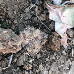 Diary of a Stick Insect 01_09_21