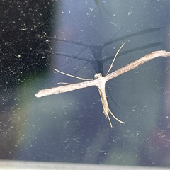 153_6324_11-6-24.wav