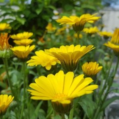 Bandook -- Maapyea Da Ladla Ae Son Goriye - Timestrech - 0.85x