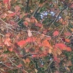 Lethal Plastic (Event Horizon)