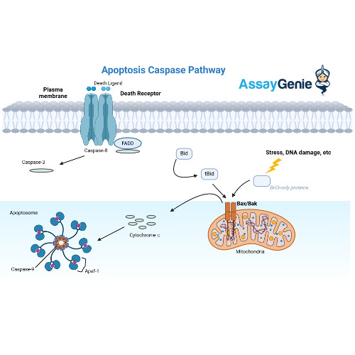 Stream episode Apoptosis Caspase Pathways_ A Closer Look at Cellular ...