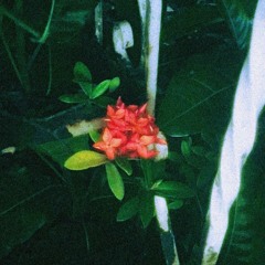 my love mine all mine - mitski (cover)