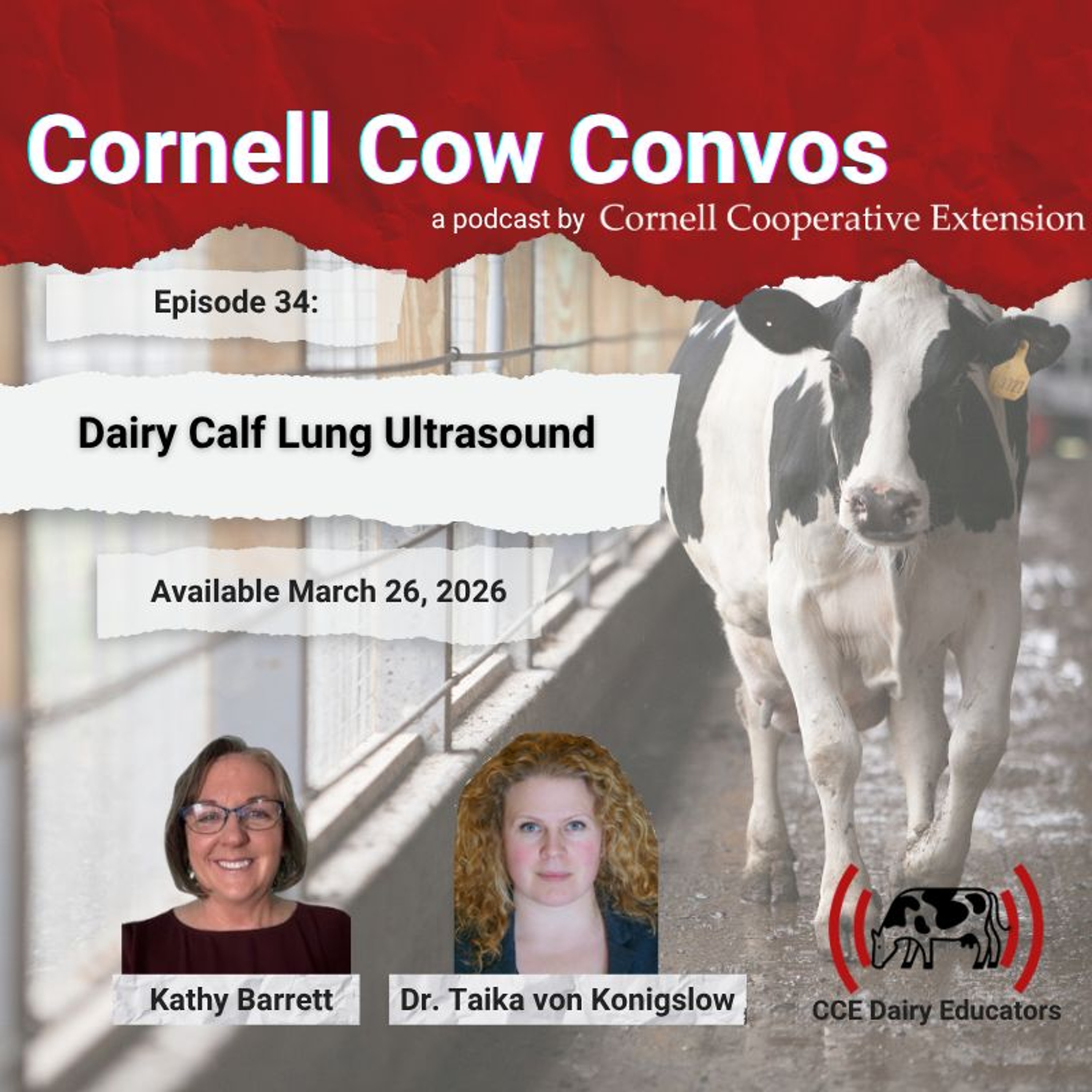 Cornell Cow Convos E34 Dairy Calf Lung Ultrasound episode artwork