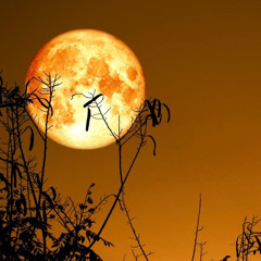 Flower Moon Mix- May '25