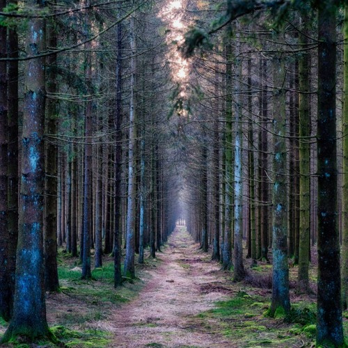 10.03.23_BANISH_PROGRESSIVE_SESSION SESSION_LIGHT INTO DARK WOODS