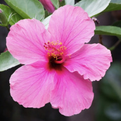 Black Luv Loop (Smino)