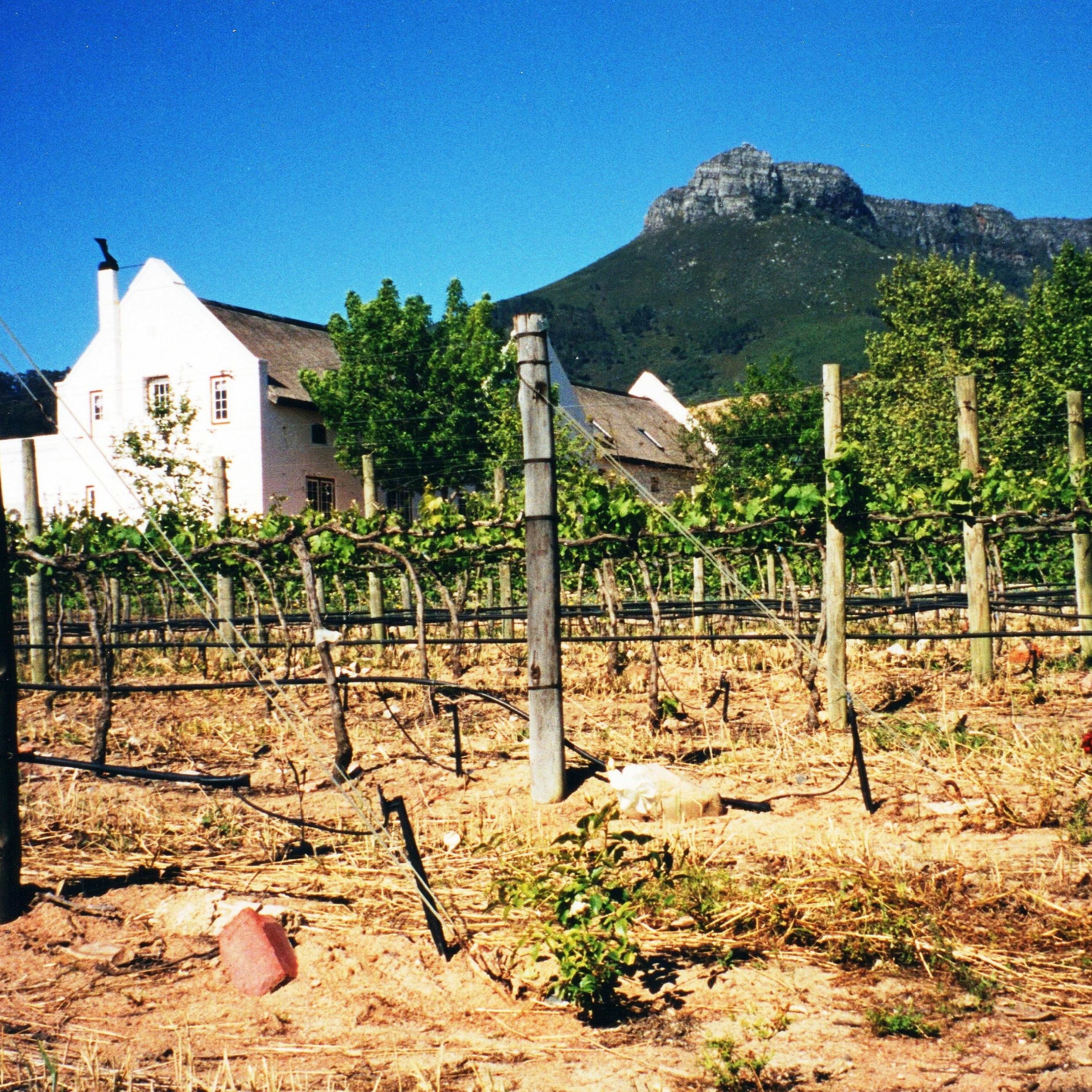 Vin- og matopplevelser