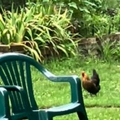 MOTHERFUCKER I’d rather be a bird.